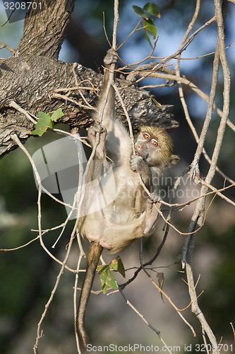 Image of Baboon play