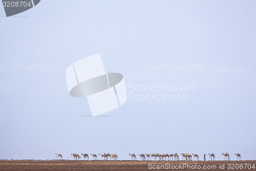 Image of Camel train in heat haze