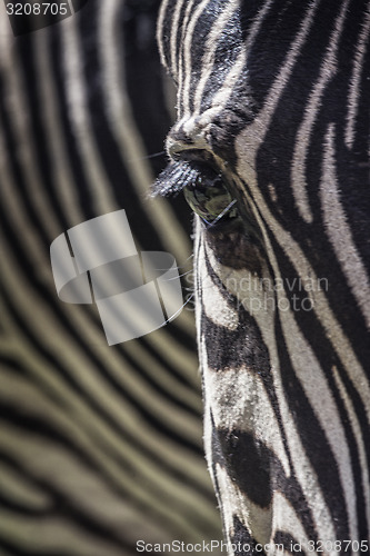 Image of Zebra eye