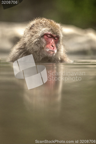 Image of Japanese macaque