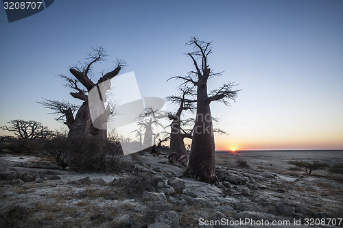 Image of Baobab sunset