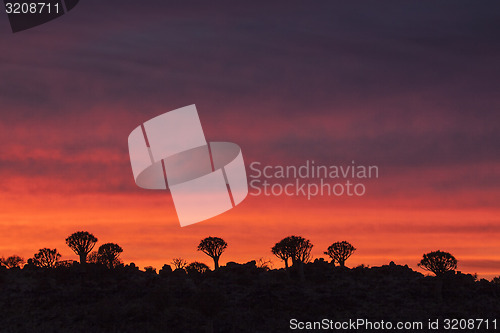 Image of Quivertree sunset