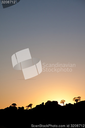 Image of Quivertree sunset in Namibia.