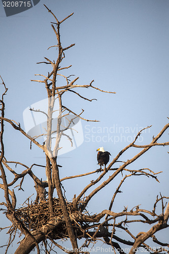 Image of Fish Eagle in Nest