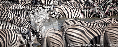 Image of Zebra's in a row