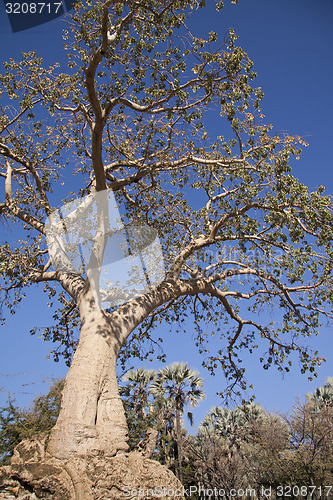 Image of Baobab tree 