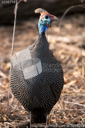 Image of Guinea Fowl