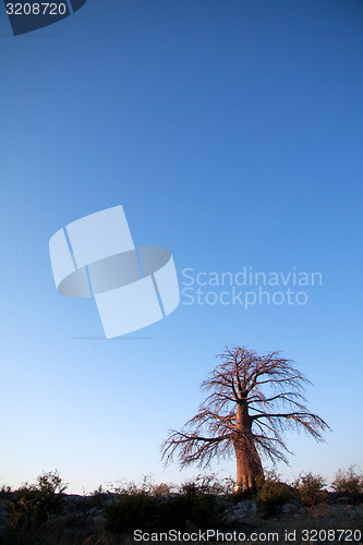 Image of Baobab tree in Botswana