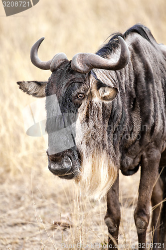 Image of Gnu