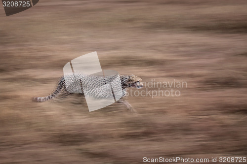 Image of Running Cheetah