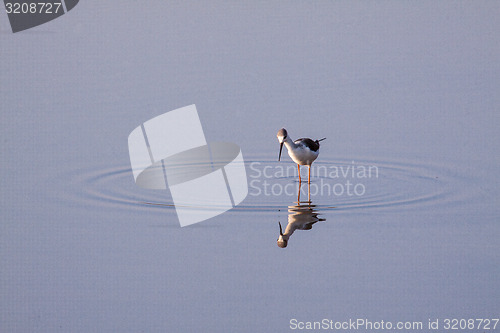 Image of Wading Bird