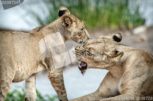 Image of Lioness love