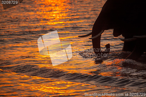 Image of Elephant in the sunset