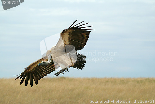 Image of Vulture landing