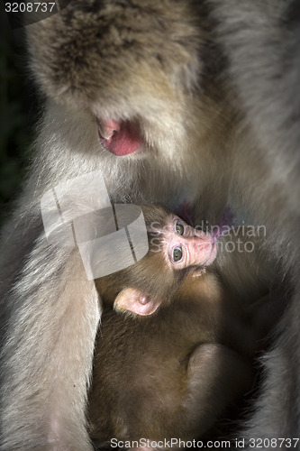 Image of Japanese macaque