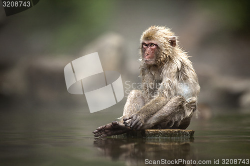 Image of Japanese Macaque 