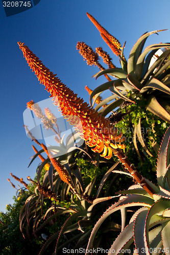 Image of Aloe Plants