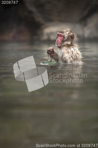Image of Japanese Macaque 