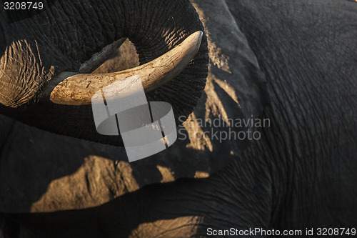 Image of Elephant tusk