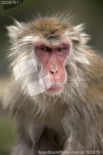 Image of Japanese Macaque 