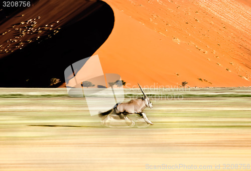 Image of Speeding Oryx