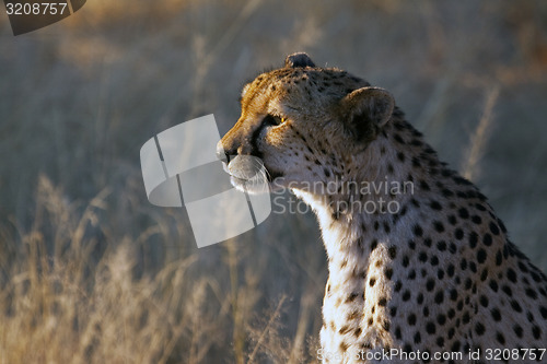 Image of Cheetah