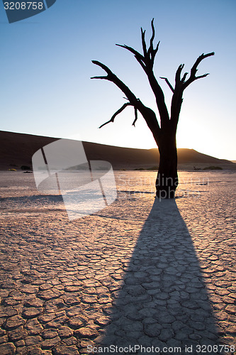 Image of Deadvlei Tree