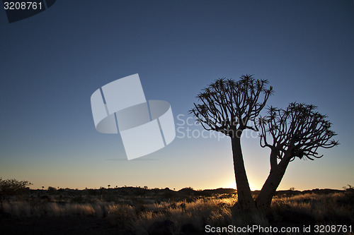 Image of Quivertrees