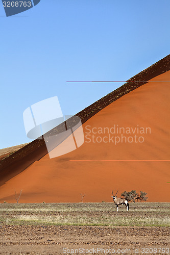 Image of Oryx in Namibia.