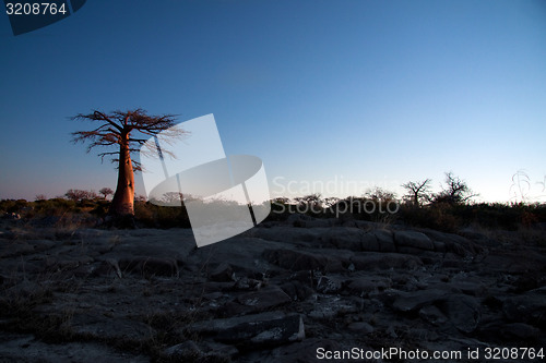 Image of Baobab tree