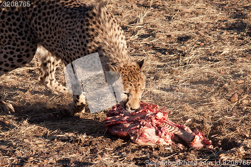 Image of Eating Cheetah