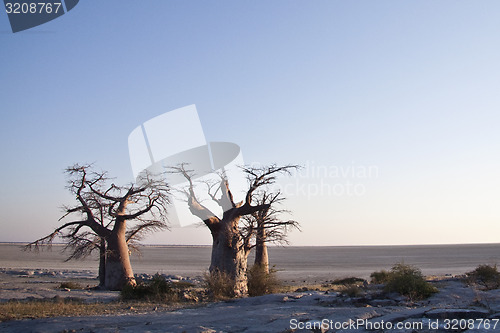 Image of Baobab Trees