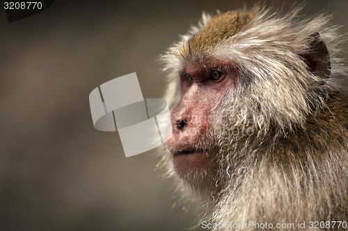 Image of Japanese macaque 