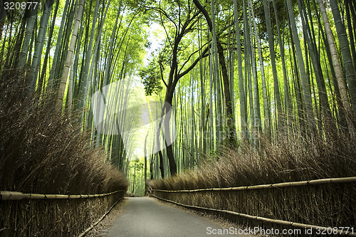 Image of Bamboo grove