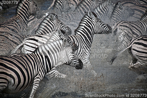 Image of Running zebra's