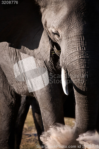 Image of Elephant