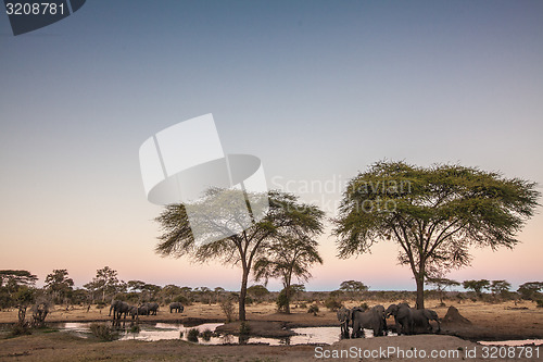 Image of Elephant herd