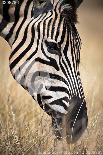 Image of Zebra head