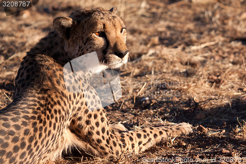 Image of Eating Cheetah