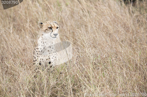 Image of Cheetah