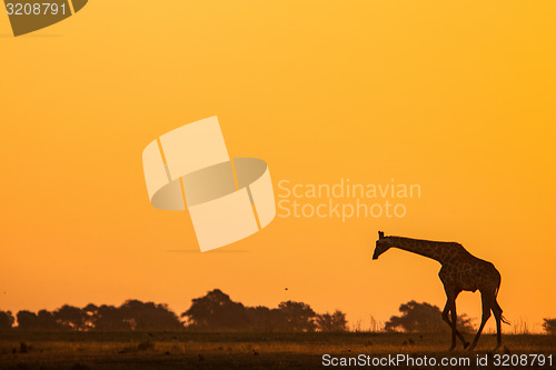 Image of Walking Giraffe