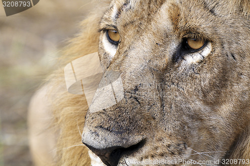 Image of Lion eyes