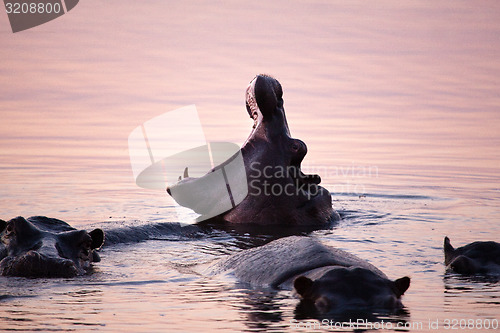 Image of Hippo