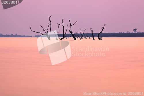 Image of Lake Kariba trees