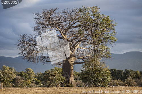 Image of Baobab Tree