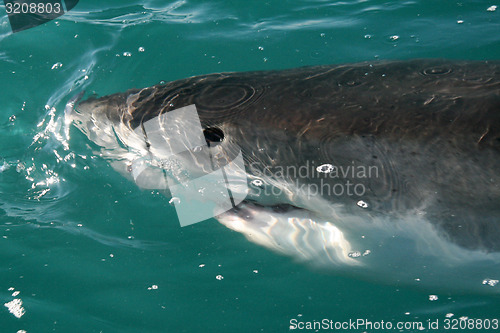 Image of Shark