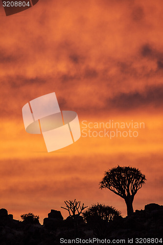 Image of Quivertree