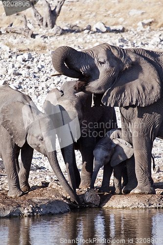 Image of Elephants drinking