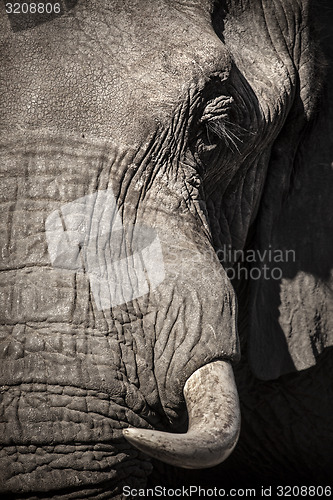 Image of Elephant