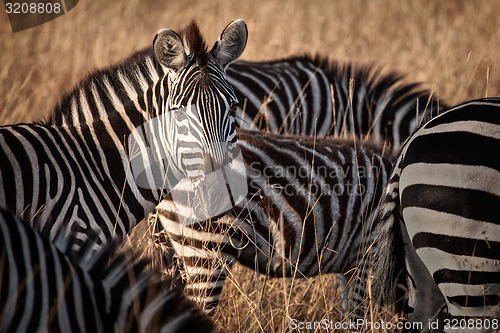 Image of Zebra